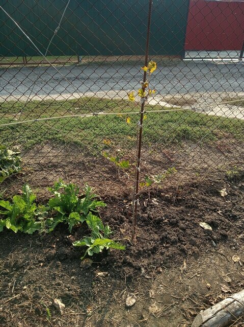 Фото: Романа Образцова. Первый год формировки.