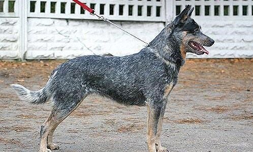 D’astra Canina Diamantina