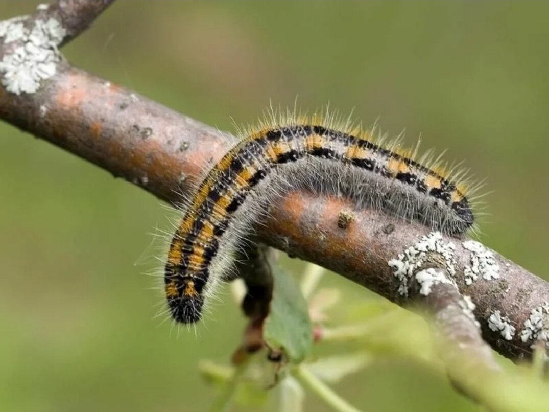 Златогузка гусеница. Гусеница nymphalis polychloros. Гусеницы против гусениц. Кольчатый коконопряд гусеница. Кольчатый коконопряд.