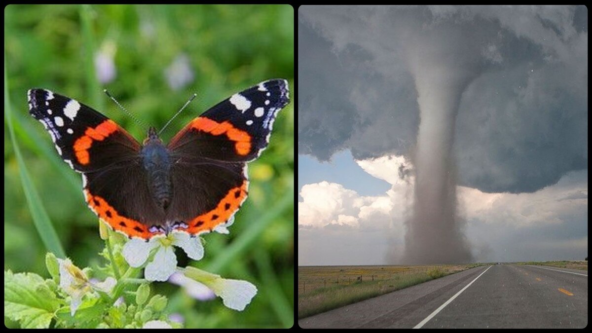 Эффект бабочки — история выражения | Занимательная этимология | Дзен