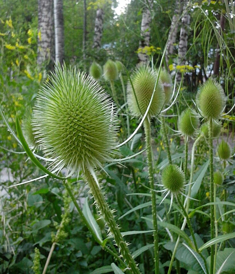 Новосибирск Академгородок 