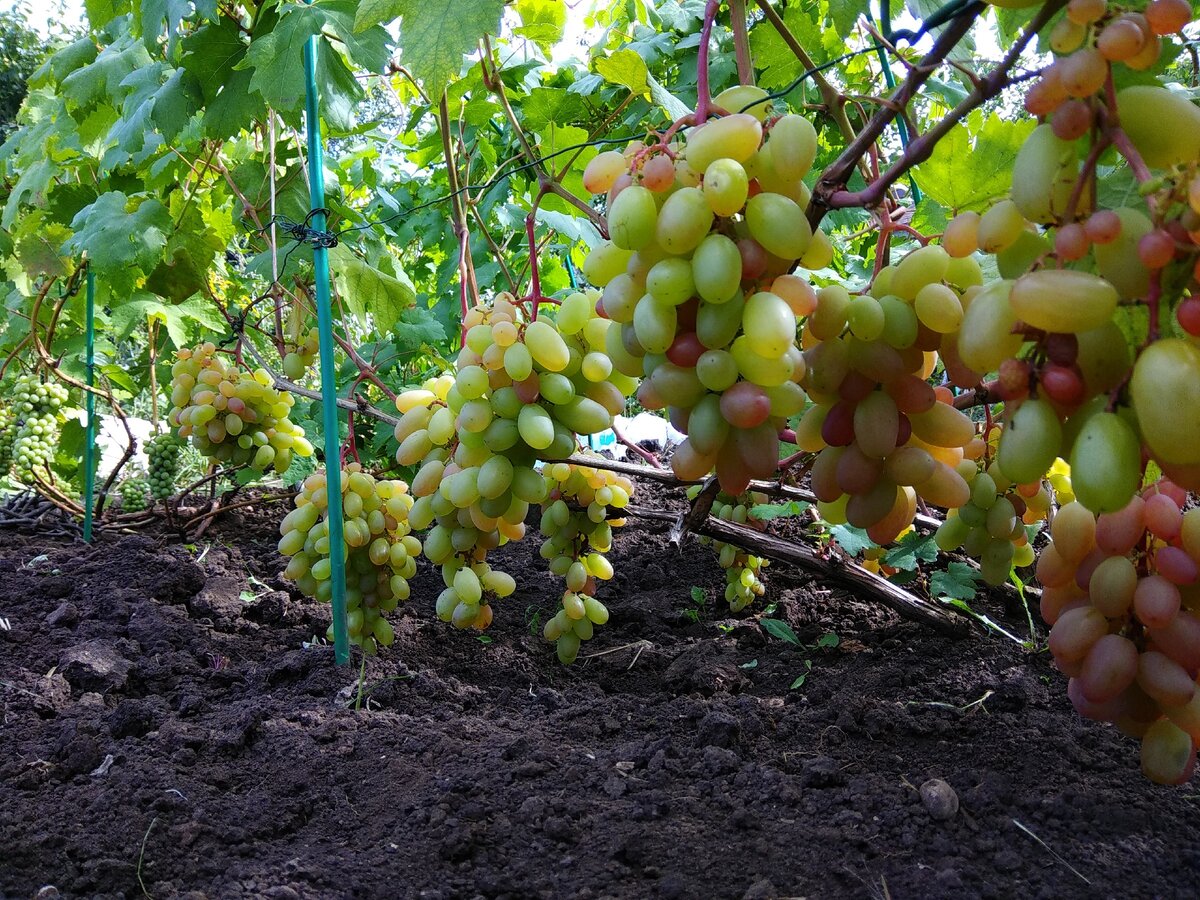 Виноград юбилейный описание сорта фото