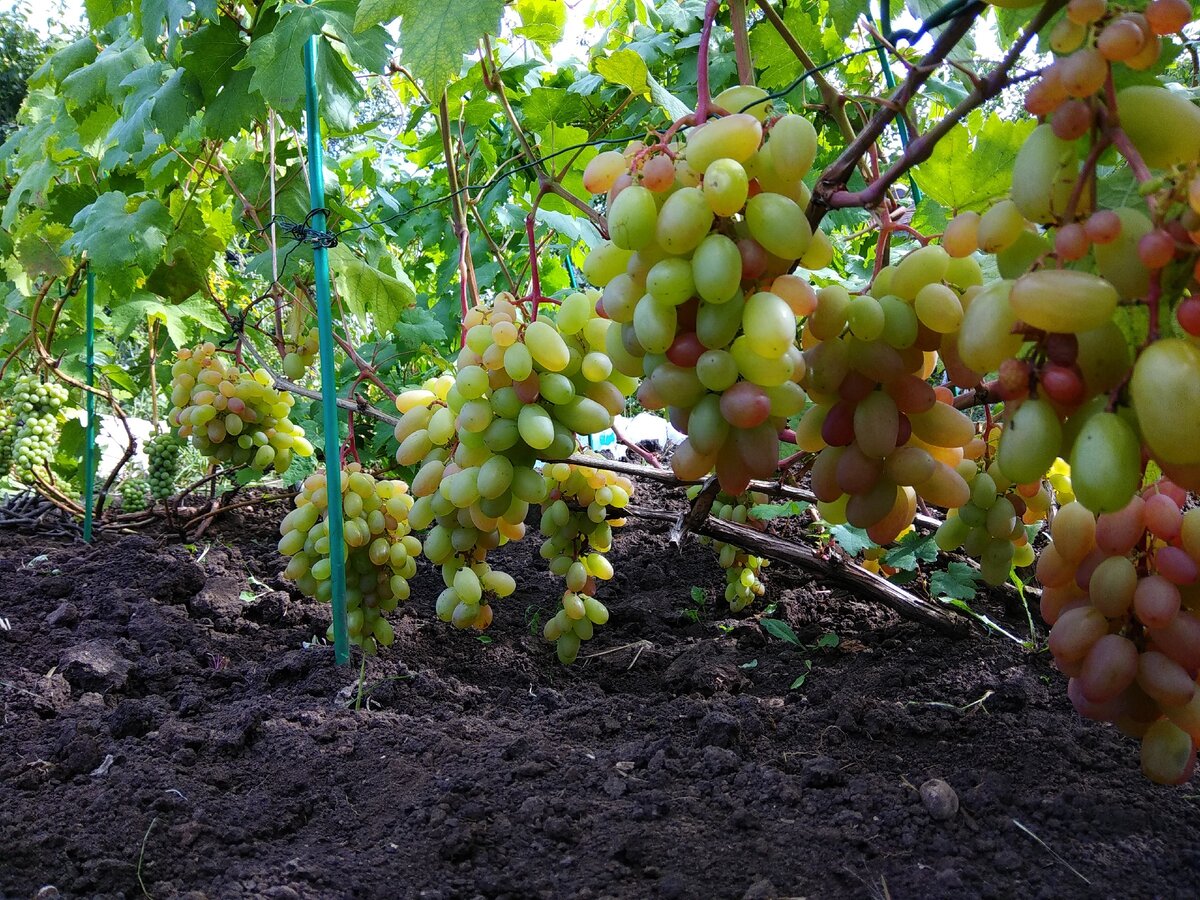 Виноград районы выращивания. Виноград Юбилейный Новочеркасска. Сорт винограда Новочеркасский. Виноград юбилей Новочеркасска. Виноград Юбилейный Ново.