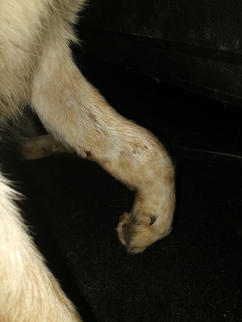 Лапа Макса с переломом