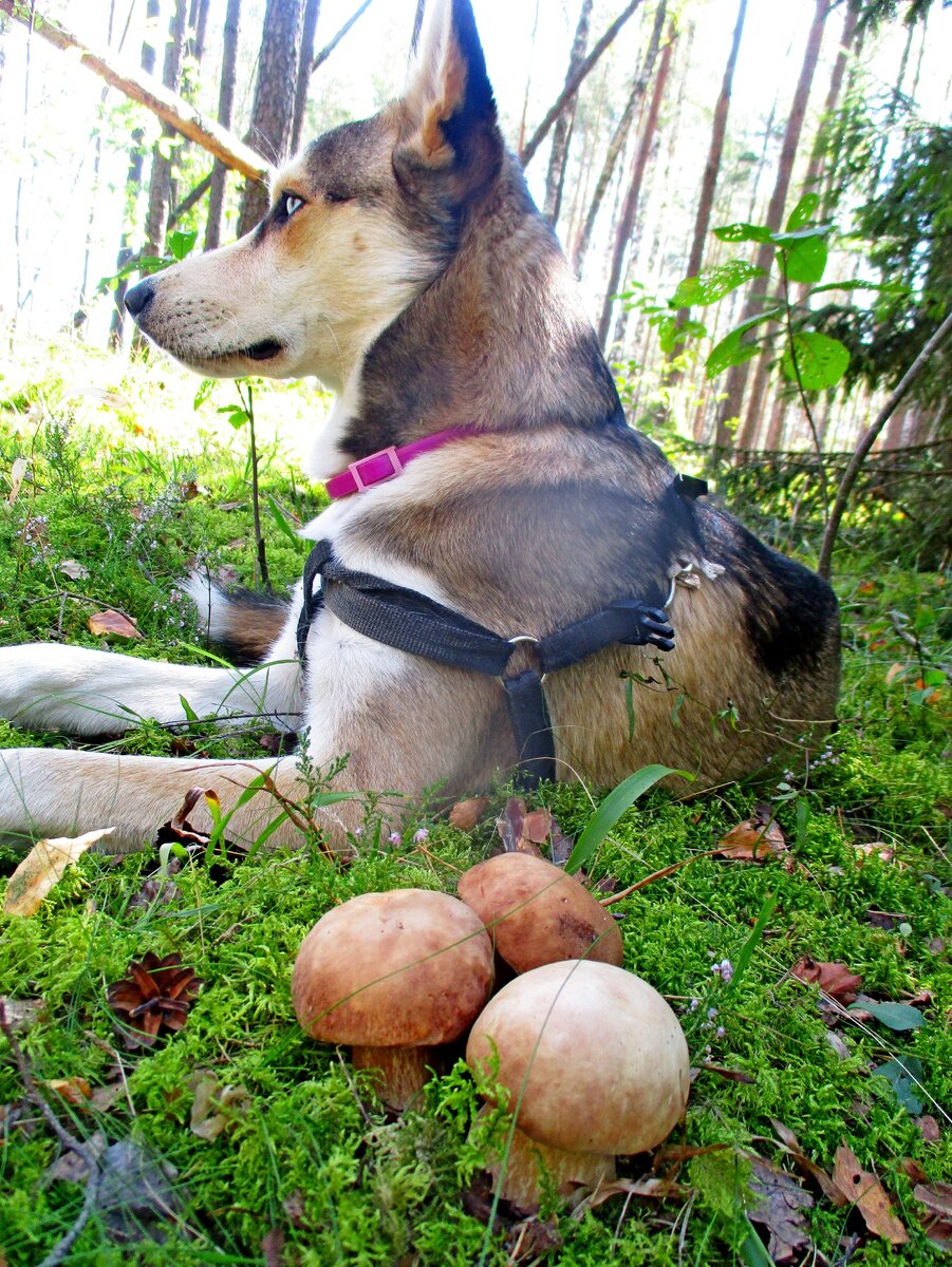 ЧЕМ НЕ ДОБЫТЧИК?