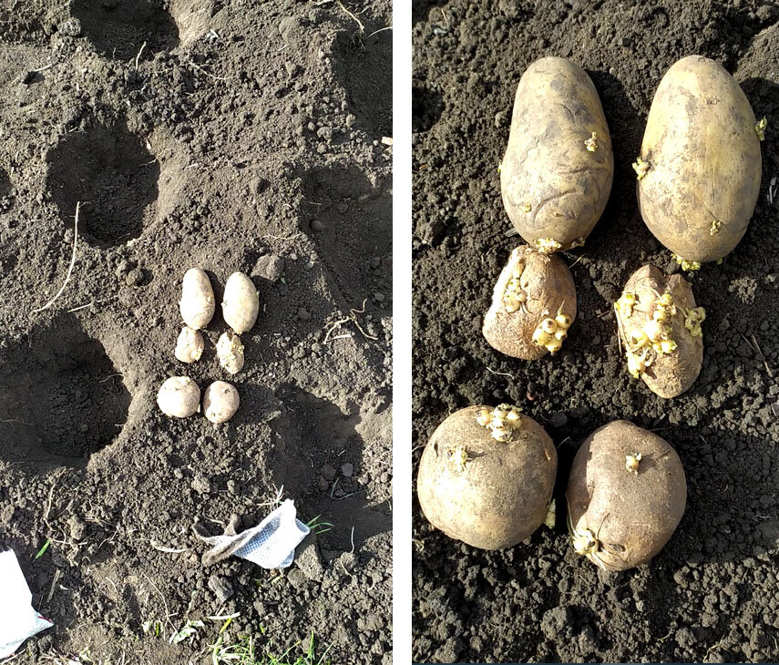 Наши подопытные