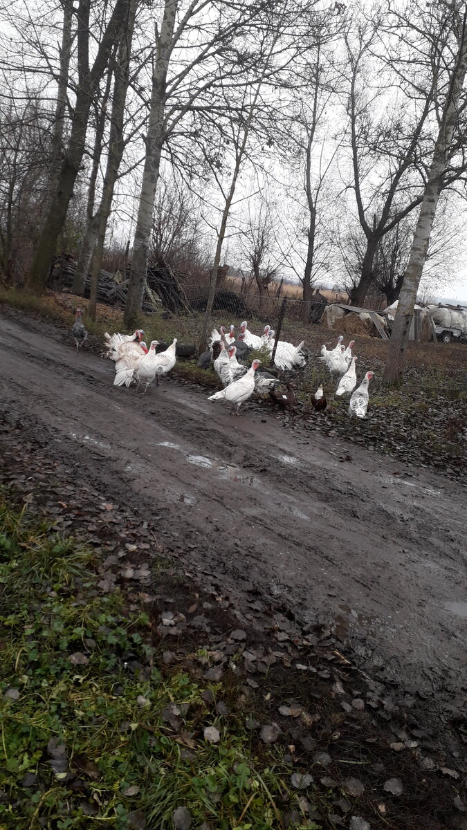 Мои индюшки