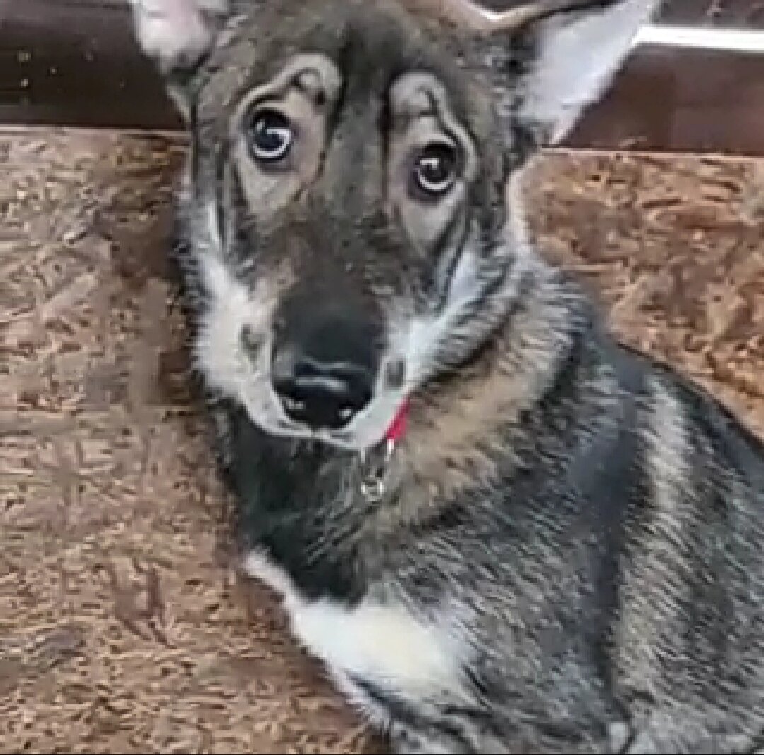 В эти глаза без боли смотреть нельзя