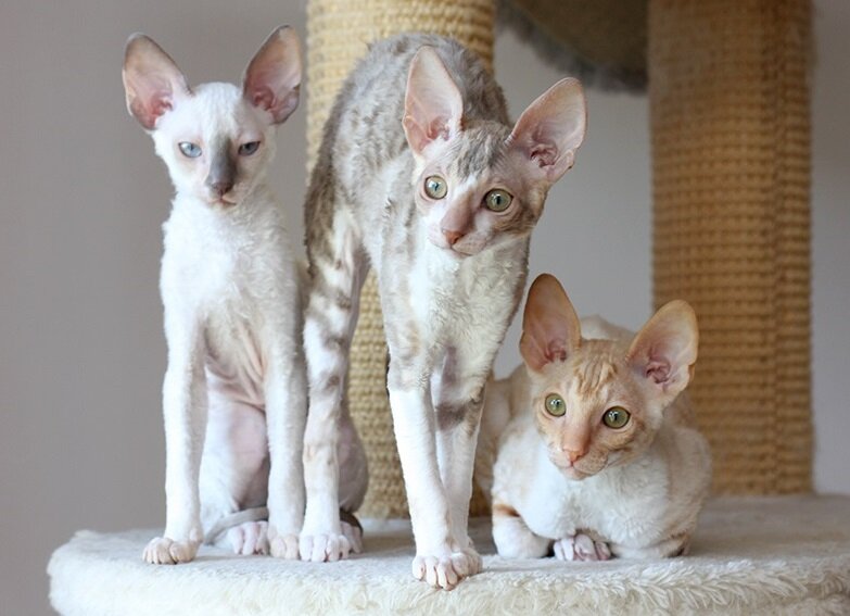 Корниш рекс (cornish rex) – это одна из самых интересных пород в мире.