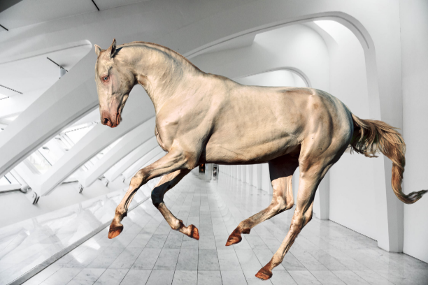 Вся красота и грация Ахалтекинской породы лошадей.