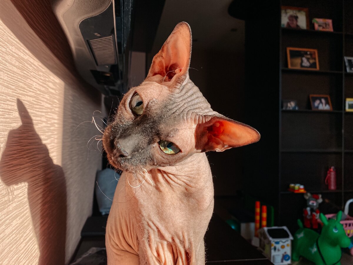 Это мой кот Черчилль.