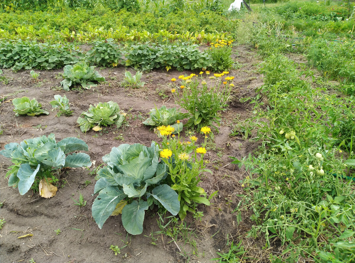 И ведь ноготки посажены. Пофигу этим тварям ноготки и все остальное!