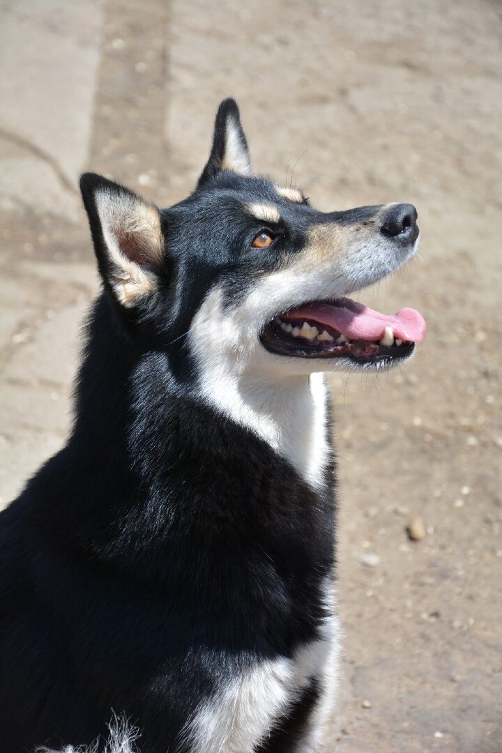 Герда, 2 года, г.Электросталь