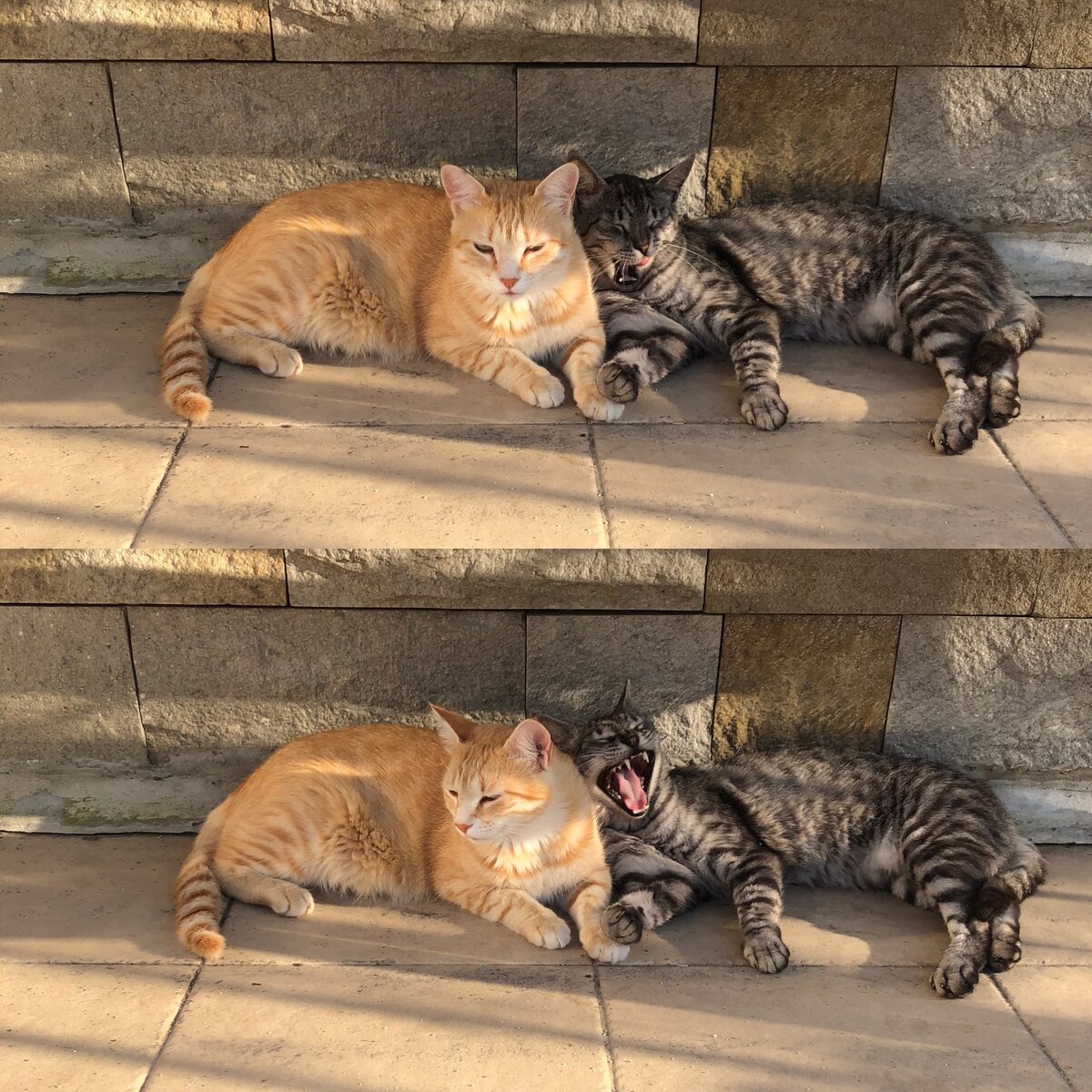 Наши любимые соседские котики Лексик и Кузя.