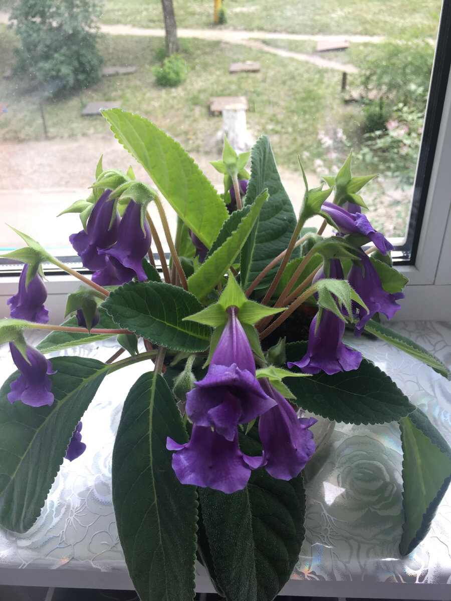 Глоксиния-тидея  в начале лета