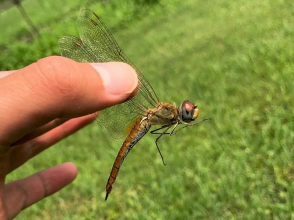 Чувак, если ты мне крылья поломаешь, катать меня по свету за свой счёт будешь! 