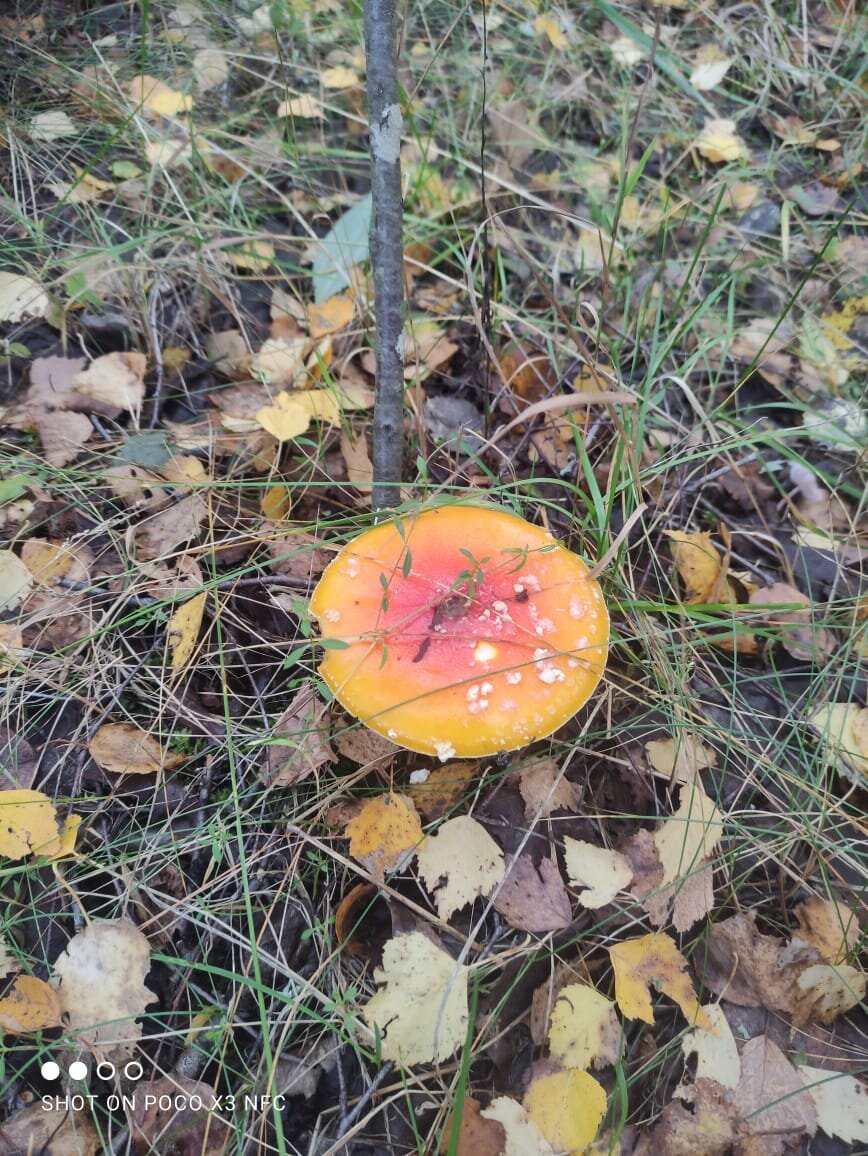 Мухоморчик