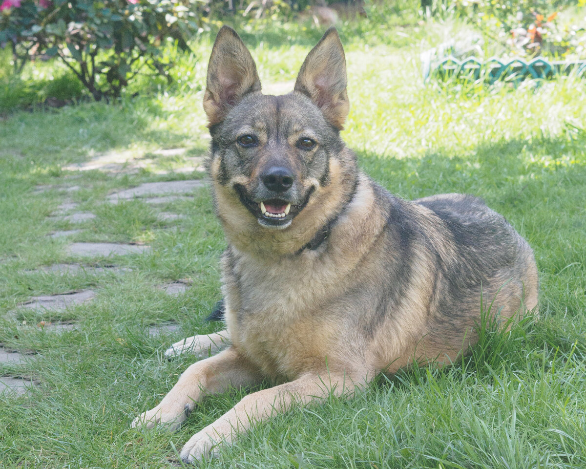 ЛИса, серебристая. Около 5 лет. Хорошо ходит на поводке, приучена к выгулу. Хорошо ладит с другими собаками. Доброжелательна к человека. Живет в "Республике Друг". 89031148845 Ирина