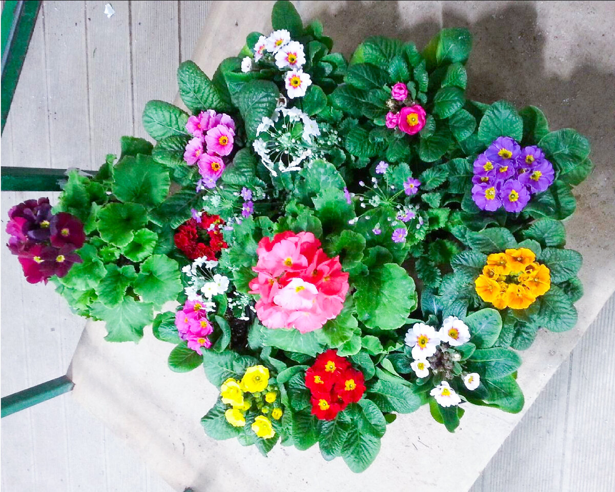 Ну разве можно пройти мимо такого цветения?