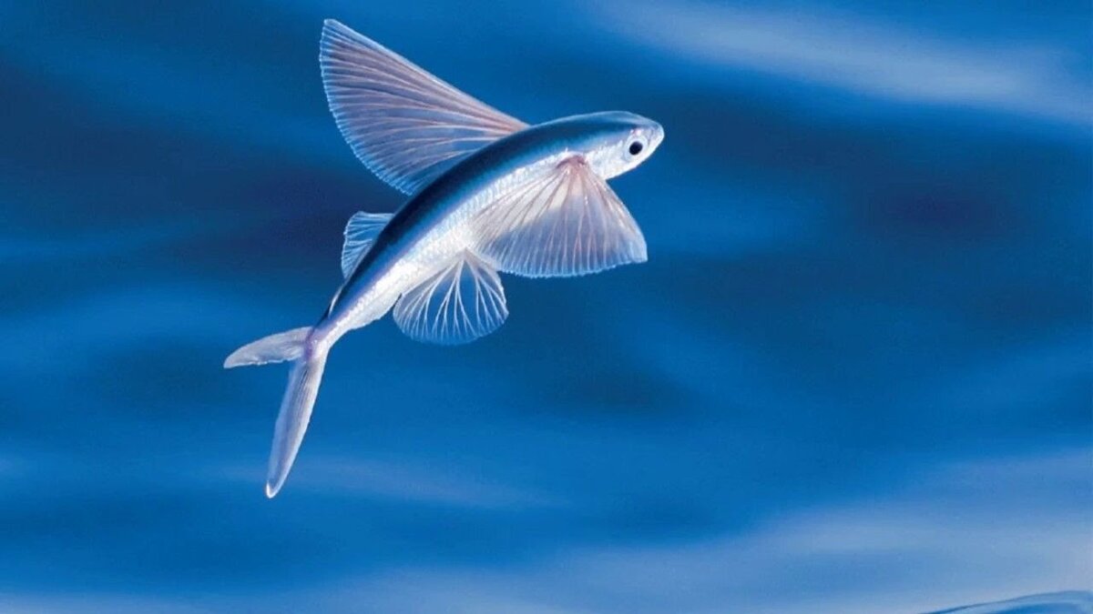 удивительные рыбы нашей планеты