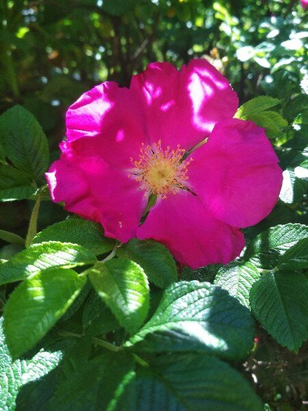  (Начало здесь https://vk.com/wall10813073_5389 )

Здравия .
Определим термины.-
Правда, - информация, подтвержденная хотя бы одним из органов чувств.
Ложь, - всё не подтверждённое, а потому находящееся в состоянии "потенциально возможного"
Ещё это называется, - квантовой неопределённостью или парадокс Шрёдингера.
(Именно по этому принципу работает ум человека)

Вот пример "сотворения чуда".
Фокусник опускает руку внутрь шляпы.
Другими словами, он "ныряет в Ложь", поскольку пространство шляпы не видно зрителям и они не знают наверняка что в ней.
Затем фокусник вынимает руку "из Лжи" и достаёт на Свет предмет, который видят зрители.
Так происходит материализация.
Есть правда одна ремарка к моему примеру.
Это карго-культ, а не подлинное сотворение чуда.)

Подлинное же "производство чудес" происходит ежедневно, а фокусниками являются Все люди.
Просто мы это "так" не привыкли видеть и называть.

Сознание человека, это "шляпа" фокусника. 
Область непроявленного, а значит потенциально возможного.

Выглядят "человеческие фокусы" так, - подумал, представил, сделал.
Т.е., - воплотил идею в форму (предмет, событие, действие и т.п.).

Теперь вопрос, почему "чудеса" современных людей "не очень впечатляют"?)

Причина в том что у современных людей, помимо Правды и Лжи, появилось "третье понятие".
Это та информация, которая никак не проверена и не подтверждена, но люди используют её как "подразумеваемую правду".
Что в общем то является болезненным состоянием психики.
Но люди назвали это красивым словом, - Вера.

Т.е. "вера", в том смысле и значении как это слово употребляется сегодня, значит следующее, - Предположительно возможное.
Или, так даже понятнее будет, - "сам не видел, ни доказать ни опровергнуть не могу, но живу так, будто всё именно так, как мне кажется ".)
Это и есть "опора на зыбкое основание", т.е., - Болото.)

Такого рода "зыбкие понятия" засорили людям голову настолько, что в ней просто не осталось места для творческих способностей, инсайтов и,....душевного равновесия.(

И пока в сознании человека кроме Правды и Лжи есть "вера", никакого счастья в общем то не будет.
Просто потому что Счастье наступает лишь при "потоковом сознании".
Ещё это называется, - присутствие в Настоящем и полная включённость в происходящее.

Но этому мешает "рой призраков", поддерживаемый убеждениями человека.
Правда люди это называют "думание".)

В "чистой" и чётко работающей "голове", никакого самопроизвольного, либо навязчивого "думания" быть не должно.
Сознание человека в нормальном состоянии работает так, - формулировка вопроса - ожидание инсайта.
И второй режим, это работа с воображением для созидания.
Например, когда мы представляем как бы хотели сделать планировку, или "прикидываем" как будут сочетаться цвета, фасоны, и т.п.
(Хорошо описан этот процесс в литературе о Н.Тесла ).
