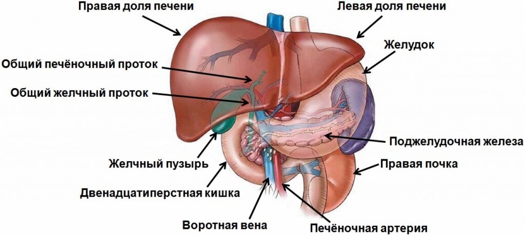 Как нормализовать работу печени и желчного пузыря?