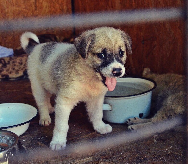 Новый ковчег постоянно нуждается в финансовой поддержке, чтобы кормить, лечить и стерилизовать бездомных животных, но официальная помощь властей слишком мала.