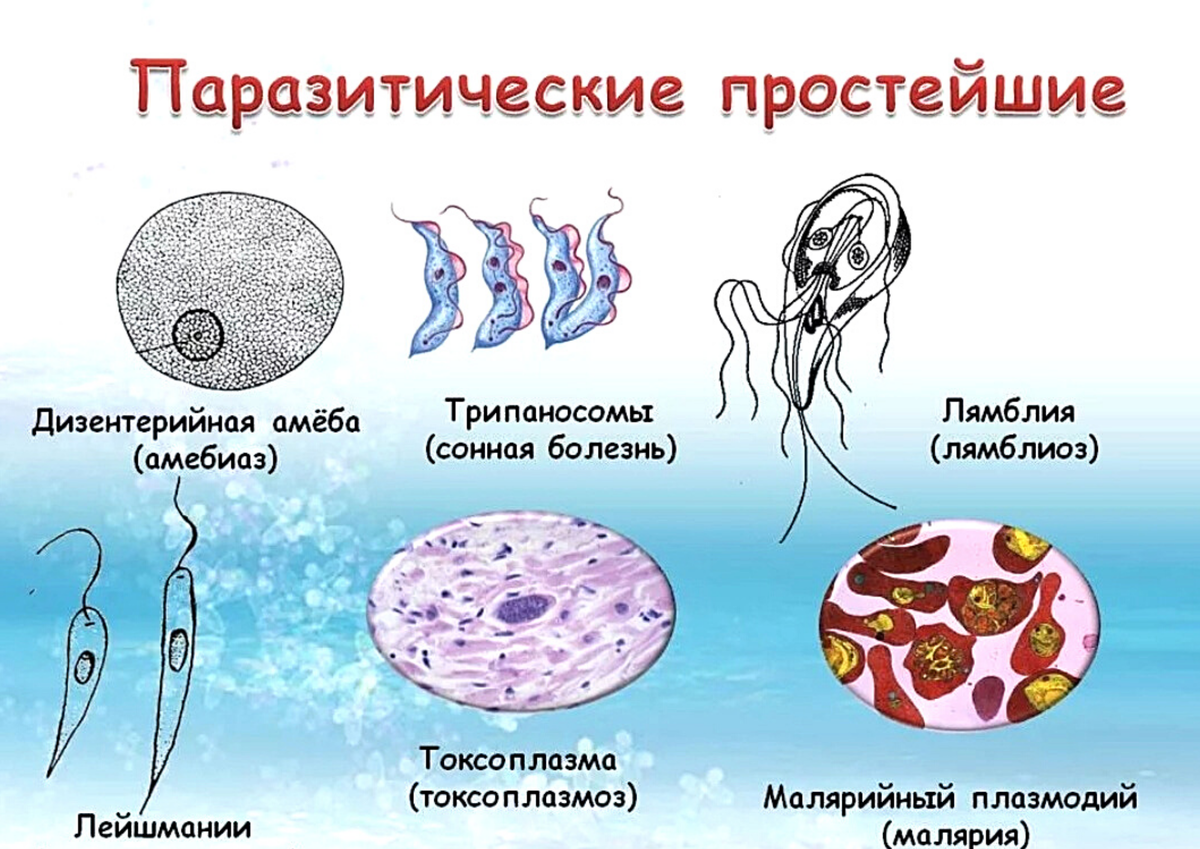Какое заболевание вызывает простейшими. Паразитические одноклеточные животные. Лямблия лейшмания трихомонада. Простейшие паразиты. Простейшие паразиты человека и животных