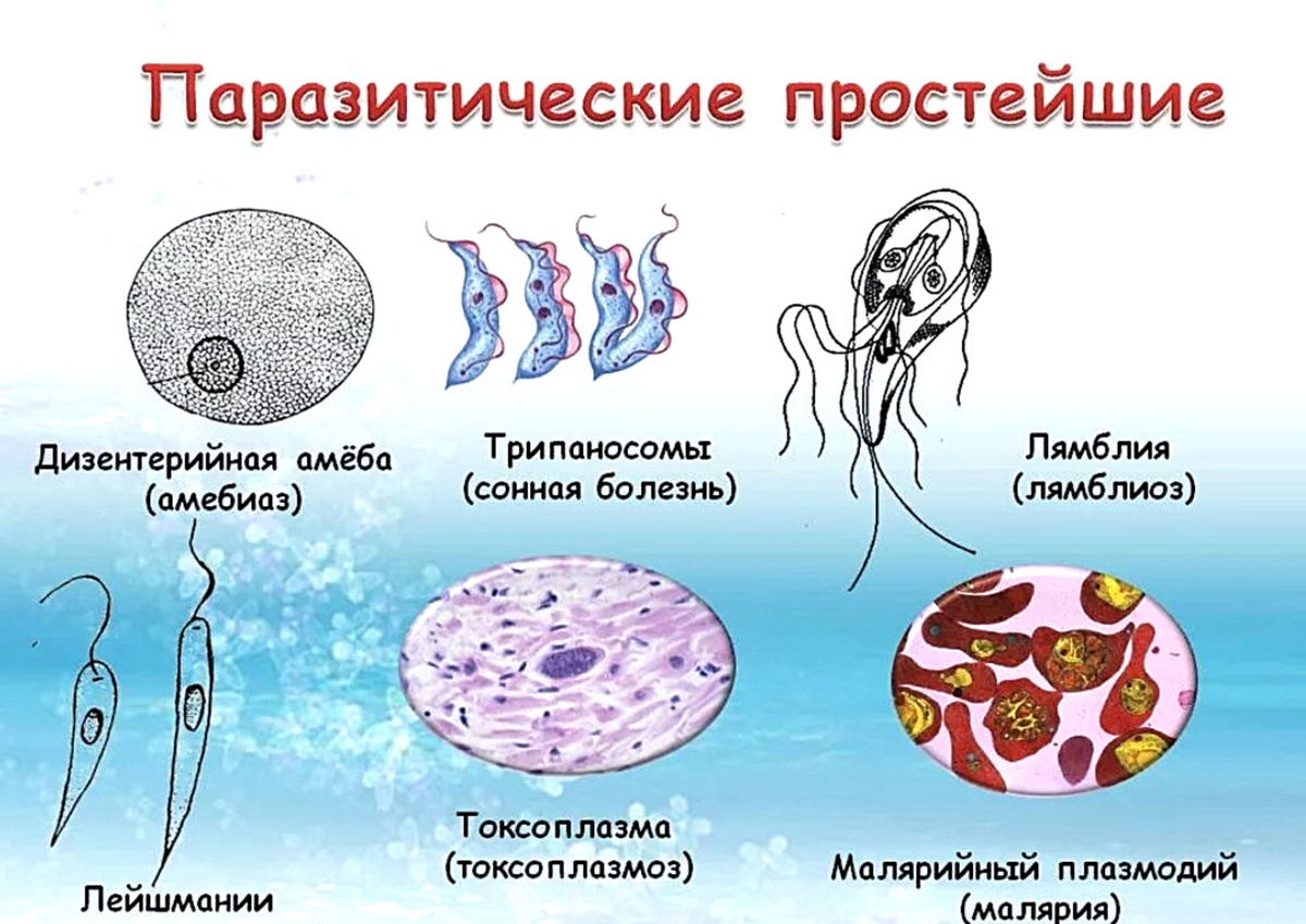 Почему вирусы можно считать внутриклеточными паразитами. Одноклеточные паразиты дизентерийная амеба. Паразиты типа простейшие. К паразитическим простейшим относятся лямблии малярийный плазмодий. Паразитические одноклеточные животные.