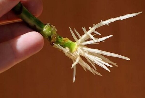 Черенок, пустивший корни