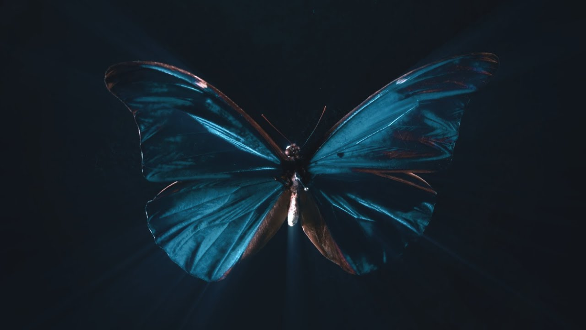 Песня там же все бабочки. Эффект бабочки теория хаоса. Эффект бабочки Эстетика. Синяя бабочка. Бабочка на темном фоне.