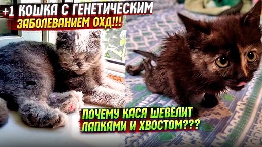 Четыре лапы дзен. Остеохондродисплазия у кошек.