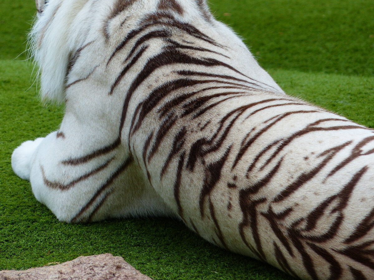 Тигр без шерсти (59 фото)