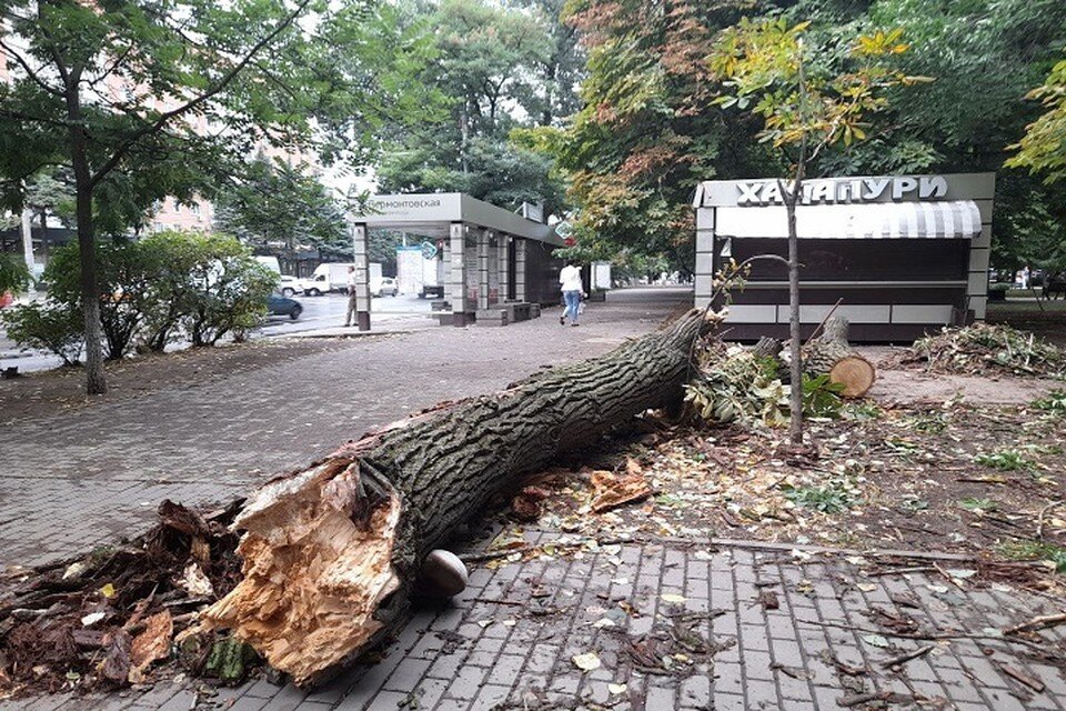     Дерево упало рядом с автобусной остановкой и ларьком Ангелина СКИБА