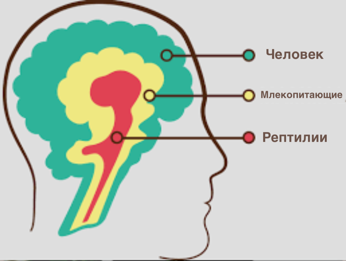 Paul brain. Рептильный мозг лимбический мозг и неокортекс. Триединый мозг пол Маклин. Модель Триединого мозга пола Маклина. Рептильный лимбический неокортекс 3 части.