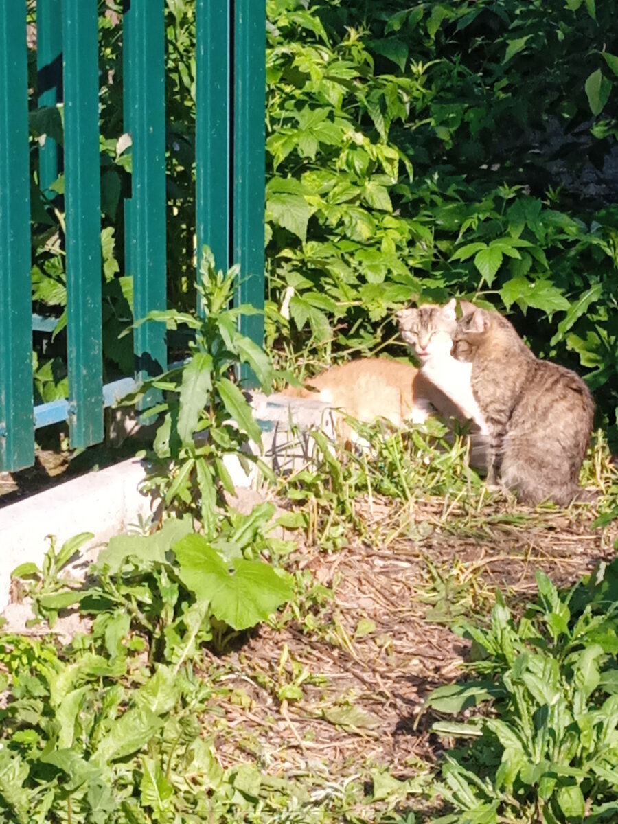 Вот тут серая кошка, мама котят и один котёнок. 