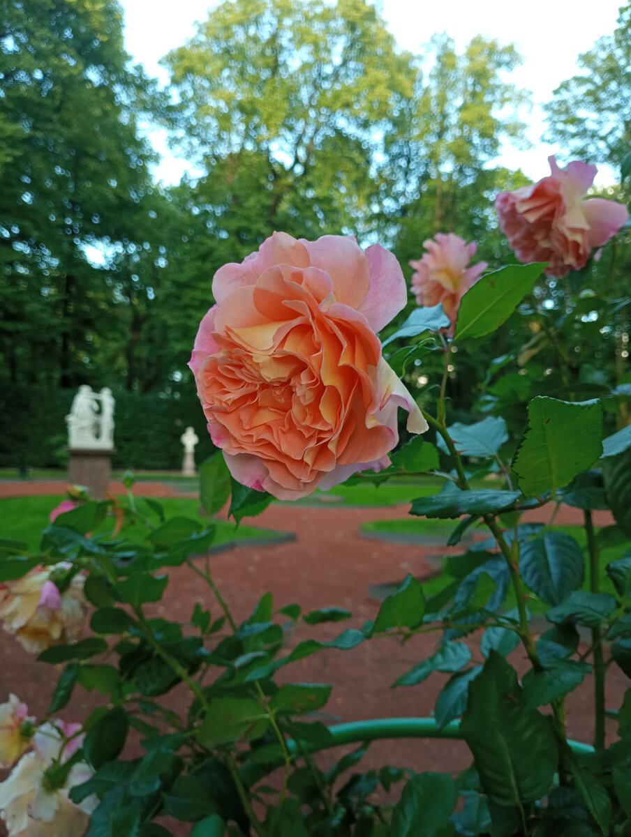 Это Летний сад, изучаю фото из поездки. На последний день не хватило памяти карты, но там мы и не были почти нигде