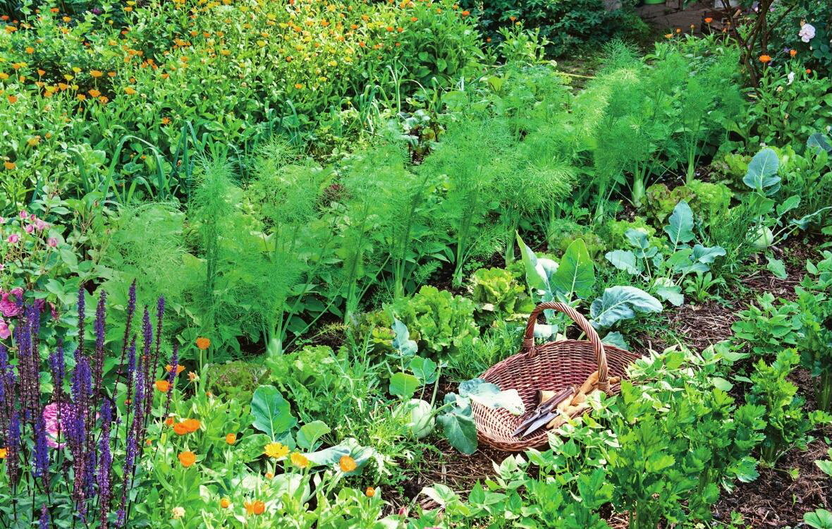 Сеем скороспелые овощи и зелень