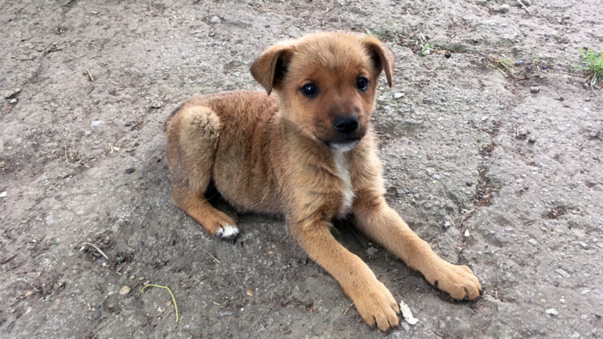 Собака с ошейником сидит на месте а без ошейника бегает. Найдена собака растущий. Животных кошек и собак. Животных кошек и собак. Про животных.