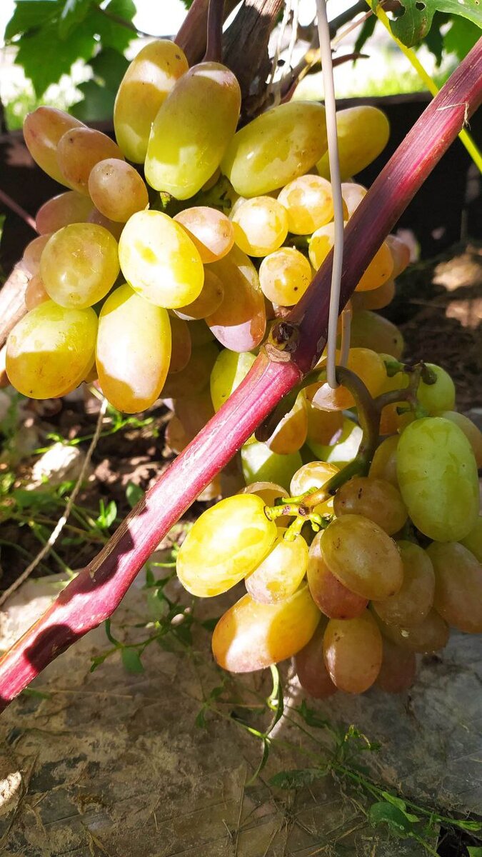 Дозревает на солнышке. Фото из семейного архива Ахметзяновых.