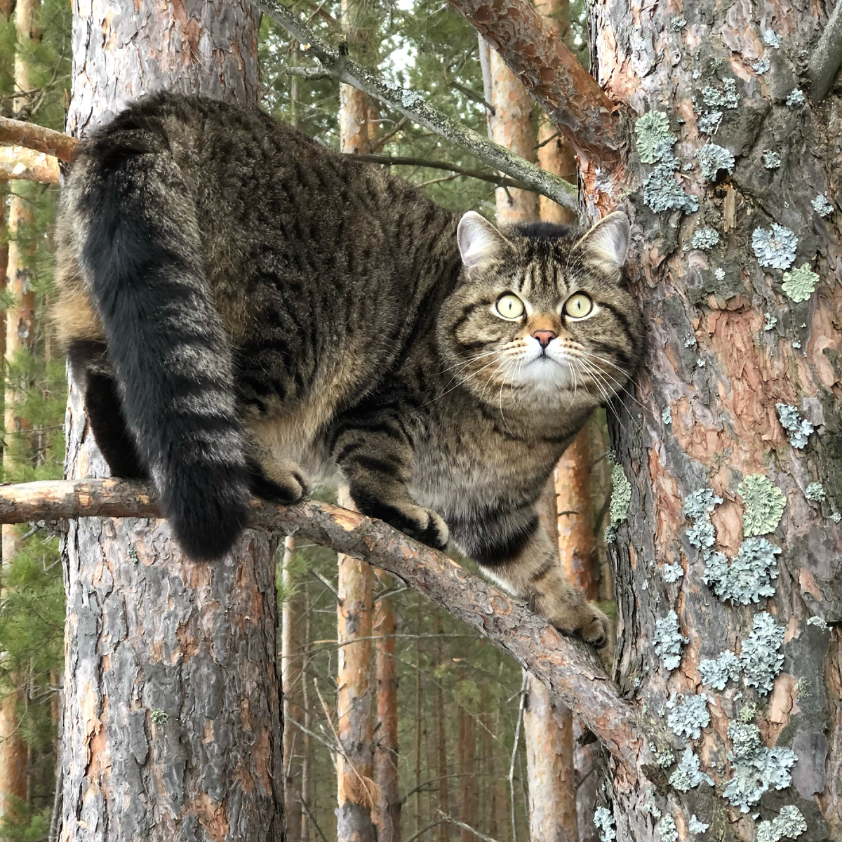 Залезть на дерево и слезть с него без помощи МЧС для Рысика — миссия выполнима.