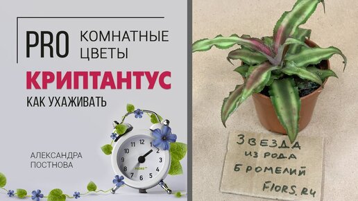 Криптантусы - звезда среди бромелиевых. Неприхотливое комнатное растение.