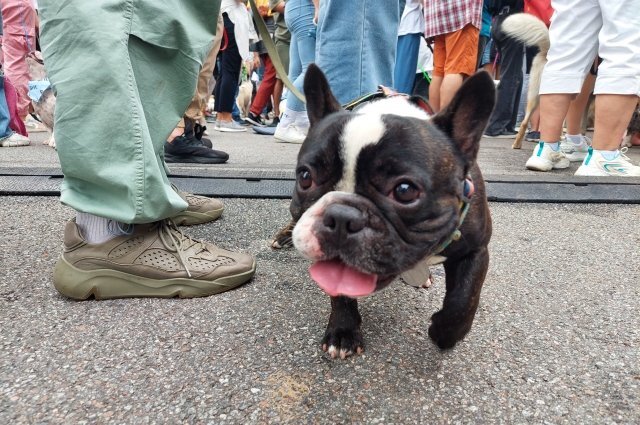    Почему жители Краснодара кормят бездомных собак, несмотря на запрет?