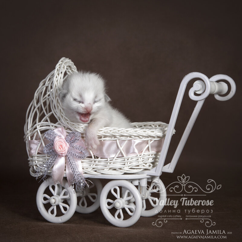 "Я такая бойкая девица! И очень кокетливая!"