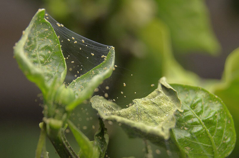 Как защитить растения от паутинного клеща