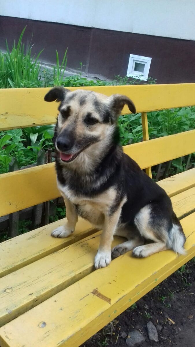 Собака мама. Небольшого размера. 