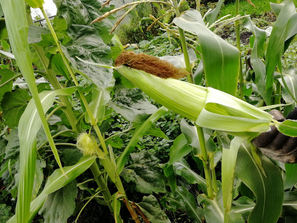 Сорвала первые початки 🌽. Как и сколько варить кукурузу, рецепт с фото |  уДачный проект | Дзен