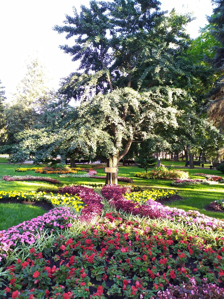 Старый и редчайший вид деревьев, некоторые окаменелости которого датируются 270 миллионами лет. Беларусь.