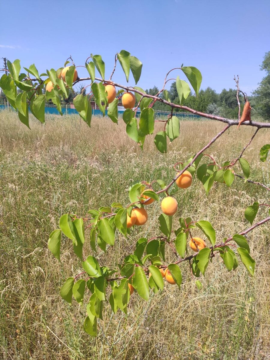 Еще один) сладкий зараза