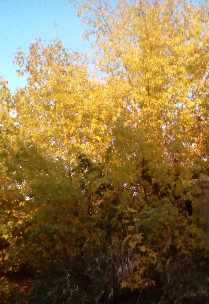 А на улице осенняя красота))Фото автора